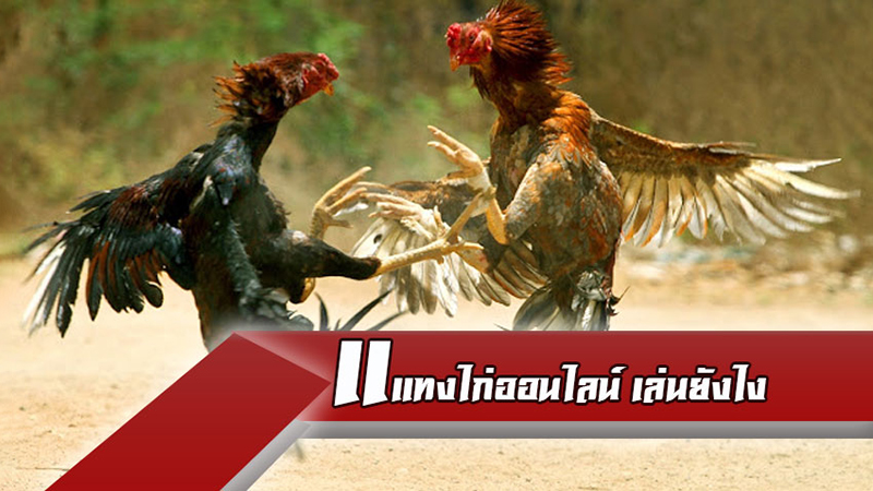 โปรเกมไก่ชน -"Cockfighting game promotion"