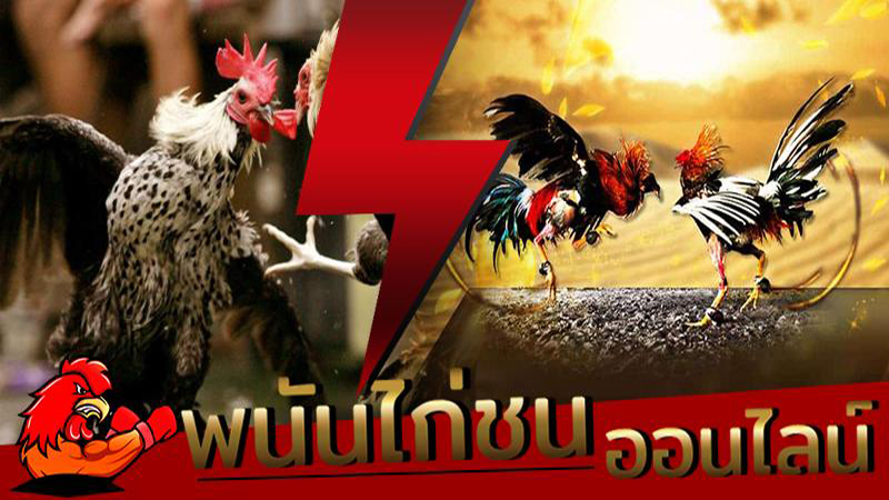 เกมไก่ชน -"cockfighting game"